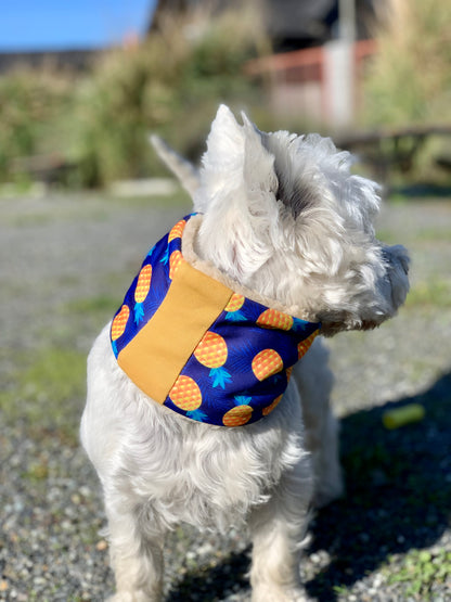 Cuello para perro diseño Piñas