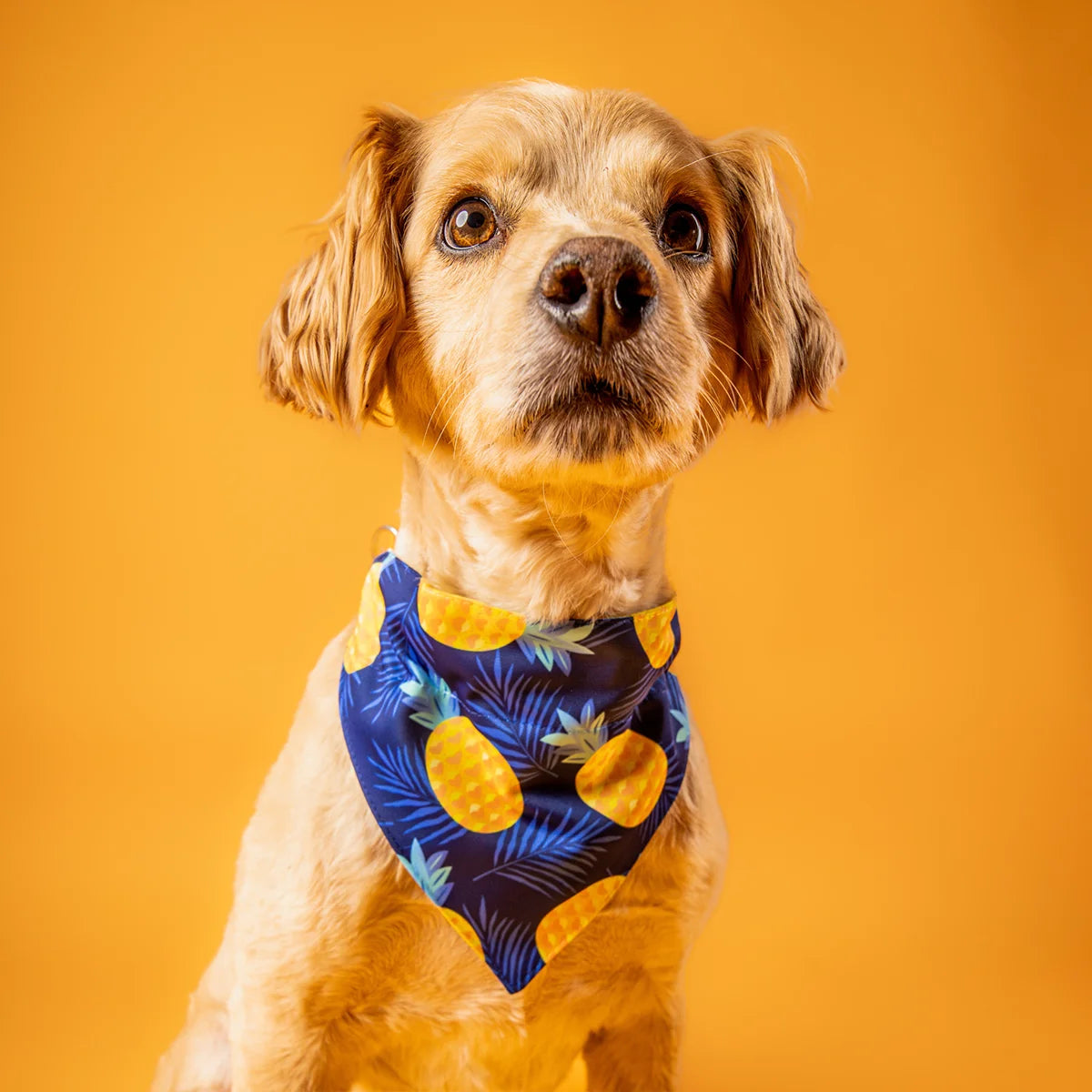 ofertas bandanas para perros bysimona.cl