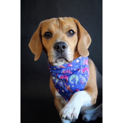 SPACE DINOS 🐱‍🐉