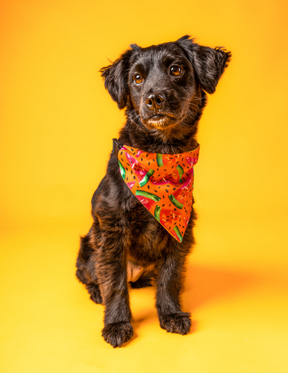 Bandana Sandías 🍉