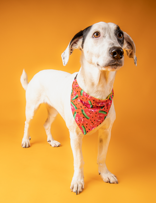 Bandana Sandías 🍉