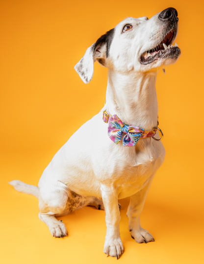 COLLAR + CORBATÍN PINK FLOWERS 💗