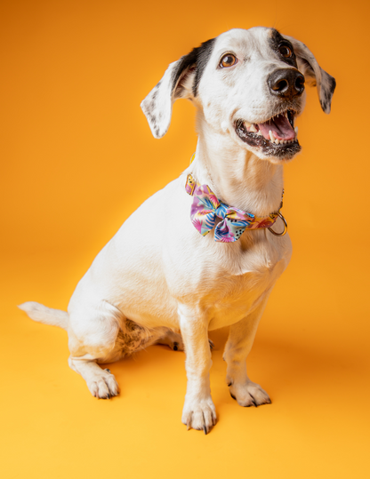 COLLAR + CORBATÍN PINK FLOWERS 💗