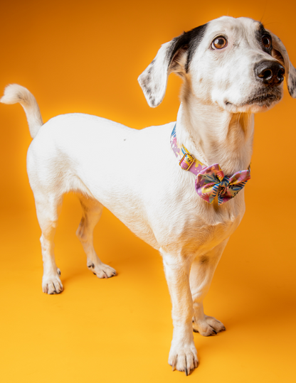 COLLAR + CORBATÍN PINK FLOWERS 💗