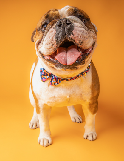 COLLAR + CORBATÍN BONES 🐾