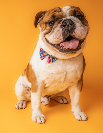 COLLAR + CORBATÍN BONES 🐾