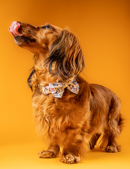 COLLAR + CORBATÍN MAGIC RABBITS 🐇