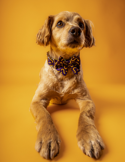 COLLAR + CORBATÍN PARTY 🥳