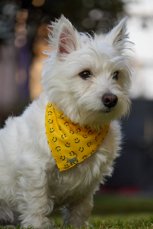 Bandana Smiles 😀
