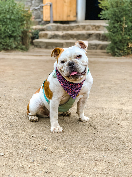 Bandana Print Grey🐾