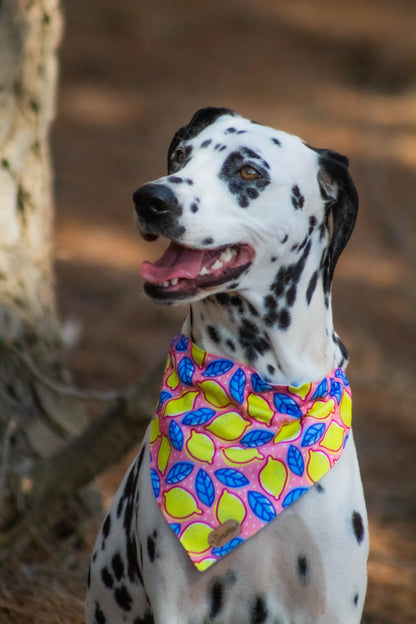Bandana Limonada🍋