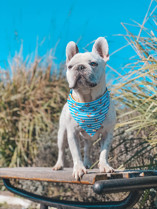 Bandana Sailor🚢