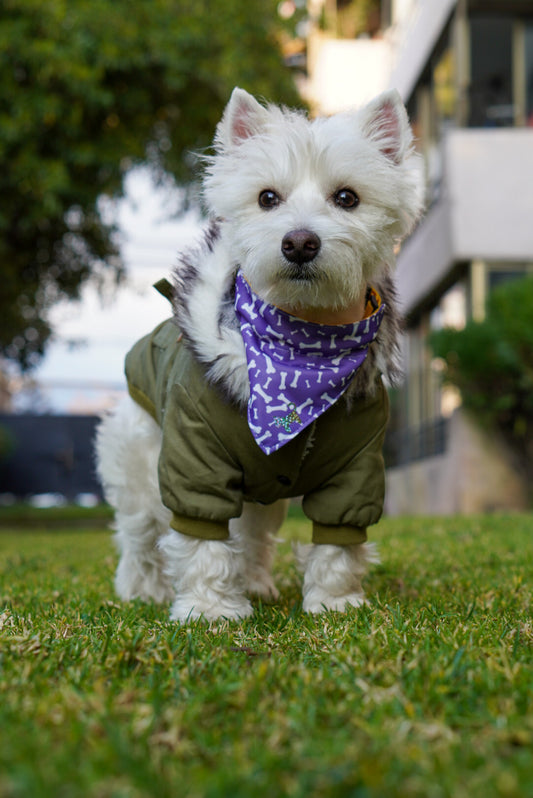 Bandana Huesitos 🦴