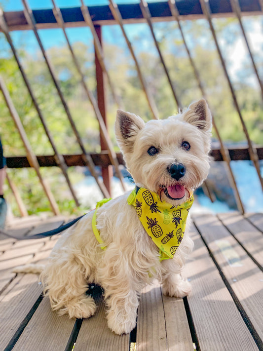 Bandana de Piñas 🍍